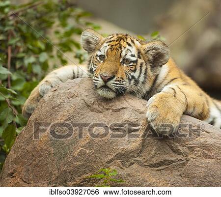 "Siberian Tiger (Panthera tigris altaica) young, captive, Saxony, Germany, Europe" View Large Photo Image Stock Photograph - "Siberian Tiger (Panthera tigris altaica) young, captive, Saxony, Germany, Europe". Fotosearch