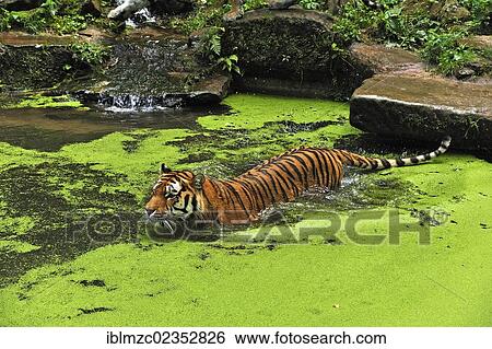 "Siberian Tiger (Panthera tigris altaica) swimming in a moat, surrounded by Common Duckweed or Lesser Duckweed (Lemna minor), Nuremberg Zoo, Am Tiergarten 30, Nuremberg, Middle Franconia, Bavaria, Germany, Europe" View Large Photo Image Stock Photograph - "Siberian Tiger (Panthera tigris altaica) swimming in a moat, surrounded by Common Duckweed or Lesser Duckweed (Lemna minor), Nuremberg Zoo, Am Tiergarten 30, Nuremberg, Middle Franconia, Bavaria, Germany, Europe". Fotosearch