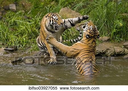 "Siberian Tiger (Panthera tigris altaica), playfully fighting juveniles, captive, Saxony, Germany, Europe" View Large Photo Image Stock Photography - "Siberian Tiger (Panthera tigris altaica), playfully fighting juveniles, captive, Saxony, Germany, Europe". Fotosearch