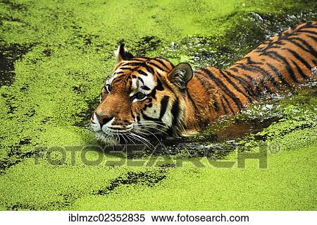 Stock Photography - "Siberian Tiger (Panthera tigris altaica) swimming in a moat, surrounded by Common Duckweed or Lesser Duckweed (Lemna minor), Nuremberg Zoo, Am Tiergarten 30, Nuremberg, Middle Franconia, Bavaria, Germany, Europe". Fotosearch