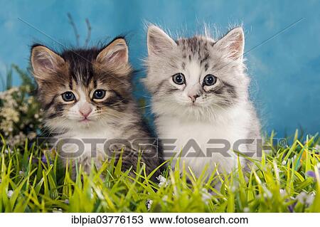 Stock Image - "Siberians or Siberian Forest Cats, Kittens". Fotosearch