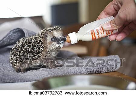 Stock Image - Sick young hedgehog is nursed by hand with special milk in a baby bottle. Fotosearch