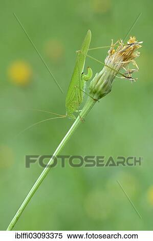 "Sickle-Bearing Bush-Cricket (Phaneroptera falcata), female, perched on a stem, Valle Verzasca, Kanton Tessin, Switzerland, Europe" View Large Photo Image Stock Photography - "Sickle-Bearing Bush-Cricket (Phaneroptera falcata), female, perched on a stem, Valle Verzasca, Kanton Tessin, Switzerland, Europe". Fotosearch