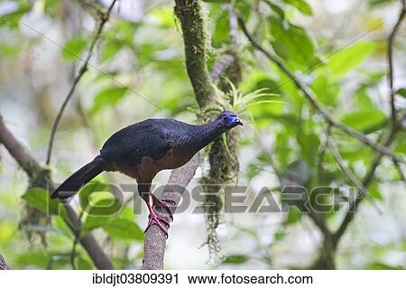"Sickle-winged Guan (Chamaepetes goudotii), Choco, Ecuador, South America" View Large Photo Image Stock Image - "Sickle-winged Guan (Chamaepetes goudotii), Choco, Ecuador, South America". Fotosearch