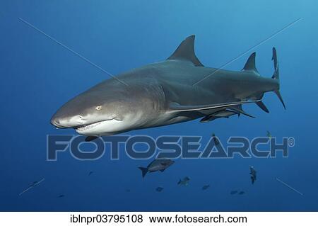 "Sicklefin Lemon Shark (Negaprion acutidens), UNESCO World Heritage Site, Great Barrier Reef, Australia, Pacific Ocean, Oceania" View Large Photo Image Stock Photo - "Sicklefin Lemon Shark (Negaprion acutidens), UNESCO World Heritage Site, Great Barrier Reef, Australia, Pacific Ocean, Oceania". Fotosearch