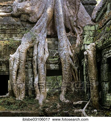 "Side courtyard in the interior, tree roots of the Baing Tree or Maina Tree (Tetrameles nudiflora) overgrowing the temple, Ta Phrom temple complex, Angkor, Siem Reap, Siem Reap Province, Cambodia, Asia" View Large Photo Image Stock Photo - "Side courtyard in the interior, tree roots of the Baing Tree or Maina Tree (Tetrameles nudiflora) overgrowing the temple, Ta Phrom temple complex, Angkor, Siem Reap, Siem Reap Province, Cambodia, Asia". Fotosearch