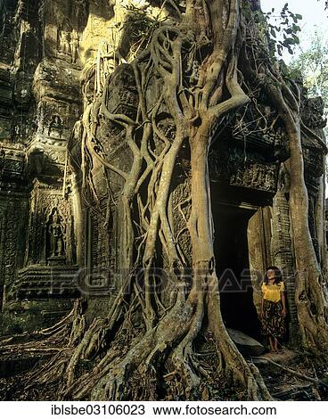 "Side courtyard in the interior with a girl, tree roots of the Baing Tree or Maina Tree (Tetrameles nudiflora) overgrowing the temple, Ta Phrom temple complex, Angkor, Siem Reap, Siem Reap Province, Cambodia, Asia" View Large Photo Image Stock Image - "Side courtyard in the interior with a girl, tree roots of the Baing Tree or Maina Tree (Tetrameles nudiflora) overgrowing the temple, Ta Phrom temple complex, Angkor, Siem Reap, Siem Reap Province, Cambodia, Asia". Fotosearch