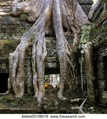 "Side courtyard in the interior with a girl, tree roots of the Baing Tree or Maina Tree (Tetrameles nudiflora) overgrowing the temple, Ta Phrom temple complex, Angkor, Siem Reap, Siem Reap Province, Cambodia, Asia" View Large Photo Image Stock Photograph - "Side courtyard in the interior with a girl, tree roots of the Baing Tree or Maina Tree (Tetrameles nudiflora) overgrowing the temple, Ta Phrom temple complex, Angkor, Siem Reap, Siem Reap Province, Cambodia, Asia". Fotosearch