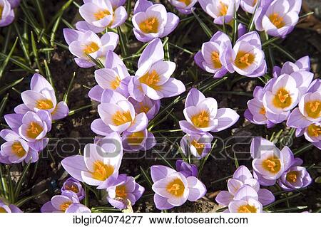 Sieber's Crocus (Crocus sieberi firefly) View Large Photo Image Stock Photo - Sieber's Crocus (Crocus sieberi firefly). Fotosearch