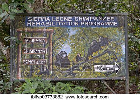 "Sign at the entrance to the Tacugama Chimpanzee Sanctuary, a chimpanzee conservation project, Tacugama, Western Area region, Sierra Leone, Africa" View Large Photo Image Stock Image - "Sign at the entrance to the Tacugama Chimpanzee Sanctuary, a chimpanzee conservation project, Tacugama, Western Area region, Sierra Leone, Africa". Fotosearch