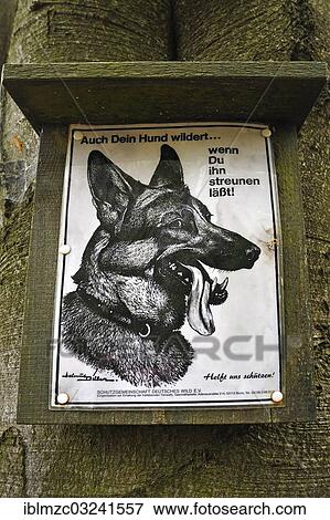 "Sign """"Auch Dein Hund wildert... wenn Du ihn streunen laesst"""", German for """"even your dog will hunt if you let it stray! """", Mochs, Franconian Switzerland, Upper Franconia, Bavaria, Germany, Europe" View Large Photo Image Stock Photo - "Sign """"Auch Dein Hund wildert... wenn Du ihn streunen laesst"""", German for """"even your dog will hunt if you let it stray! """", Mochs, Franconian Switzerland, Upper Franconia, Bavaria, Germany, Europe". Fotosearch