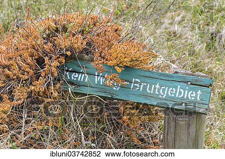 "Sign, """"Kein Weg Brutgebiet"""", German for """"No way - nesting area"""" on Morsumer Cliff, Morsum, Sylt, North Frisian Islands, Schleswig-Holstein, Germany, Europe" View Large Photo Image Stock Image - "Sign, """"Kein Weg Brutgebiet"""", German for """"No way - nesting area"""" on Morsumer Cliff, Morsum, Sylt, North Frisian Islands, Schleswig-Holstein, Germany, Europe". Fotosearch