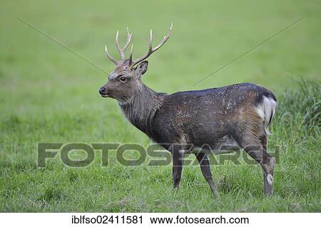 Sika Deer (Cervus nippon), deer park, Bavaria, Germany, Europe View Large Photo Image Stock Image - Sika Deer (Cervus nippon), deer park, Bavaria, Germany, Europe. Fotosearch