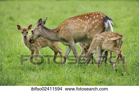 Sika Deer (Cervus nippon), doe and two fawn, wildlife park, Bavaria, Germany, Europe View Large Photo Image Picture - Sika Deer (Cervus nippon), doe and two fawn, wildlife park, Bavaria, Germany, Europe. Fotosearch