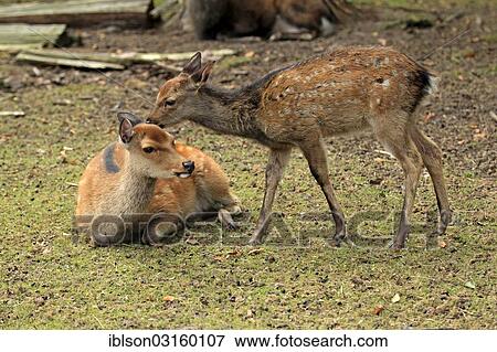 "Sika Deer (Cervus nippon), doe with a fawn, captive, Wildpark Alte Fasanerie, Hanau, Hesse, Germany, Europe" View Large Photo Image Stock Photo - "Sika Deer (Cervus nippon), doe with a fawn, captive, Wildpark Alte Fasanerie, Hanau, Hesse, Germany, Europe". Fotosearch
