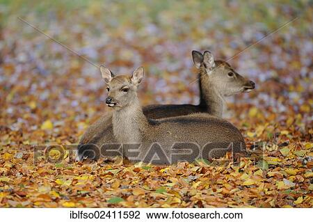 Sika Deer (Cervus nippon), fawn and doe, wildlife park, Bavaria, Germany, Europe View Large Photo Image Stock Image - Sika Deer (Cervus nippon), fawn and doe, wildlife park, Bavaria, Germany, Europe. Fotosearch
