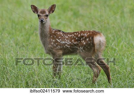 Sika Deer (Cervus nippon), fawn, deer park, Bavaria, Germany, Europe View Large Photo Image Stock Photo - Sika Deer (Cervus nippon), fawn, deer park, Bavaria, Germany, Europe. Fotosearch