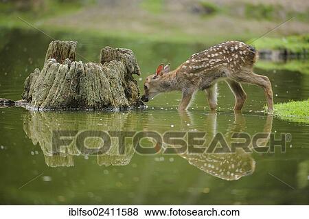 Sika Deer (Cervus nippon), fawn, state game reserve, Hesse, Germany, Europe View Large Photo Image Stock Photo - Sika Deer (Cervus nippon), fawn, state game reserve, Hesse, Germany, Europe. Fotosearch