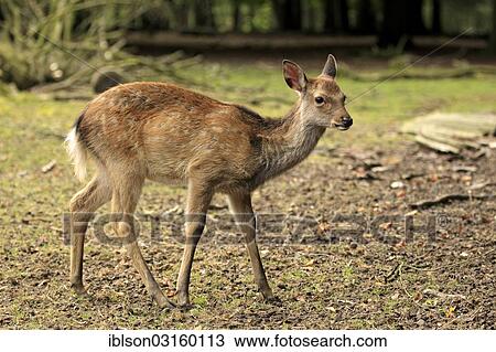 "Sika Deer (Cervus nippon), fawn, captive, Wildpark Alte Fasanerie, Hanau, Hesse, Germany, Europe" View Large Photo Image Stock Image - "Sika Deer (Cervus nippon), fawn, captive, Wildpark Alte Fasanerie, Hanau, Hesse, Germany, Europe". Fotosearch