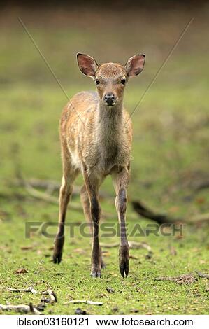 "Sika Deer (Cervus nippon), fawn, captive, Wildpark Alte Fasanerie, Hanau, Hesse, Germany, Europe" View Large Photo Image Stock Image - "Sika Deer (Cervus nippon), fawn, captive, Wildpark Alte Fasanerie, Hanau, Hesse, Germany, Europe". Fotosearch