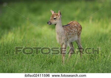 Sika Deer (Cervus nippon), fawn, wildlife park, Bavaria, Germany, Europe View Large Photo Image Stock Photograph - Sika Deer (Cervus nippon), fawn, wildlife park, Bavaria, Germany, Europe. Fotosearch