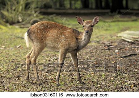 "Sika Deer (Cervus nippon), fawn, captive, Wildpark Alte Fasanerie, Hanau, Hesse, Germany, Europe" View Large Photo Image Stock Photograph - "Sika Deer (Cervus nippon), fawn, captive, Wildpark Alte Fasanerie, Hanau, Hesse, Germany, Europe". Fotosearch