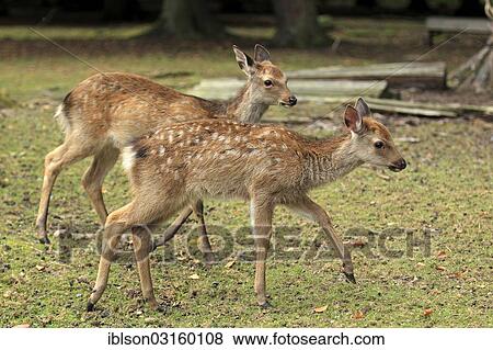 "Sika Deer (Cervus nippon), fawns, captive, Wildpark Alte Fasanerie, Hanau, Hesse, Germany, Europe" View Large Photo Image Stock Photo - "Sika Deer (Cervus nippon), fawns, captive, Wildpark Alte Fasanerie, Hanau, Hesse, Germany, Europe". Fotosearch
