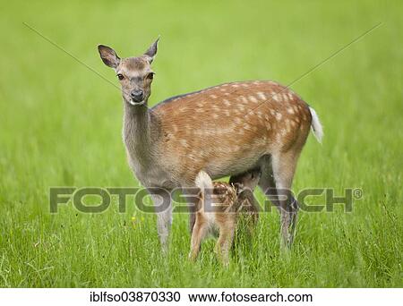 "Sika Deer (Cervus nippon), hind suckling young, captive, Bavaria, Germany, Europe" View Large Photo Image Stock Image - "Sika Deer (Cervus nippon), hind suckling young, captive, Bavaria, Germany, Europe". Fotosearch
