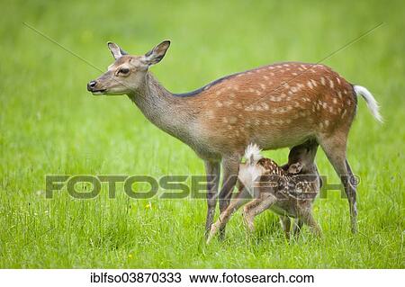 "Sika Deer (Cervus nippon), hind suckling young, captive, Bavaria, Germany, Europe" View Large Photo Image Stock Image - "Sika Deer (Cervus nippon), hind suckling young, captive, Bavaria, Germany, Europe". Fotosearch
