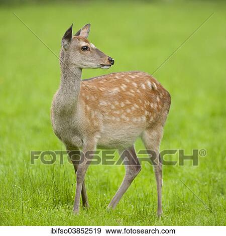 "Sika Deer (Cervus nippon), hind standing on a meadow, captive, Bavaria, Germany, Europe" View Large Photo Image Stock Photo - "Sika Deer (Cervus nippon), hind standing on a meadow, captive, Bavaria, Germany, Europe". Fotosearch