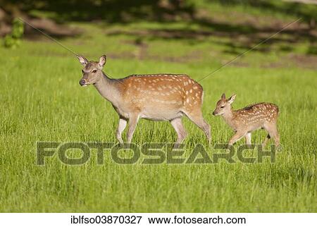 "Sika Deer (Cervus nippon), hind with young, captive, Bavaria, Germany, Europe" View Large Photo Image Stock Photo - "Sika Deer (Cervus nippon), hind with young, captive, Bavaria, Germany, Europe". Fotosearch