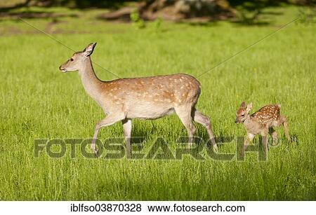 "Sika Deer (Cervus nippon), hind with young, captive, Bavaria, Germany, Europe" View Large Photo Image Stock Photo - "Sika Deer (Cervus nippon), hind with young, captive, Bavaria, Germany, Europe". Fotosearch