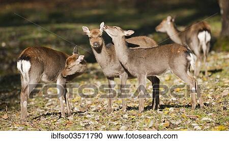 "Sika Deer (Cervus nippon), hinds standing in a forest meadow, captive, Bavaria, Germany, Europe" View Large Photo Image Stock Image - "Sika Deer (Cervus nippon), hinds standing in a forest meadow, captive, Bavaria, Germany, Europe". Fotosearch