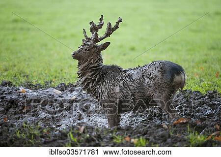 "Sika Deer (Cervus nippon), mud-covered stag standing in a muddy pool, captive, Bavaria, Germany, Europe" View Large Photo Image Stock Image - "Sika Deer (Cervus nippon), mud-covered stag standing in a muddy pool, captive, Bavaria, Germany, Europe". Fotosearch