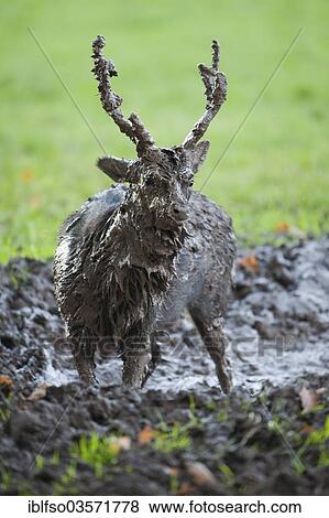 "Sika Deer (Cervus nippon), mud-covered stag standing in a muddy pool, captive, Bavaria, Germany, Europe" View Large Photo Image Stock Photo - "Sika Deer (Cervus nippon), mud-covered stag standing in a muddy pool, captive, Bavaria, Germany, Europe". Fotosearch