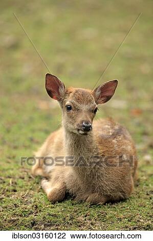 "Sika Deer (Cervus nippon), resting fawn, captive, Wildpark Alte Fasanerie, Hanau, Hesse, Germany, Europe" View Large Photo Image Stock Image - "Sika Deer (Cervus nippon), resting fawn, captive, Wildpark Alte Fasanerie, Hanau, Hesse, Germany, Europe". Fotosearch