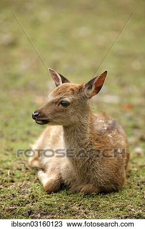 "Sika Deer (Cervus nippon), resting fawn, captive, Wildpark Alte Fasanerie, Hanau, Hesse, Germany, Europe" View Large Photo Image Stock Image - "Sika Deer (Cervus nippon), resting fawn, captive, Wildpark Alte Fasanerie, Hanau, Hesse, Germany, Europe". Fotosearch