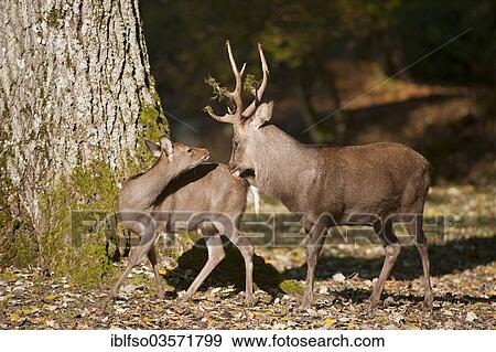 "Sika Deer (Cervus nippon), stag and a hind during the rut, captive, Bavaria, Germany, Europe" View Large Photo Image Stock Photo - "Sika Deer (Cervus nippon), stag and a hind during the rut, captive, Bavaria, Germany, Europe". Fotosearch