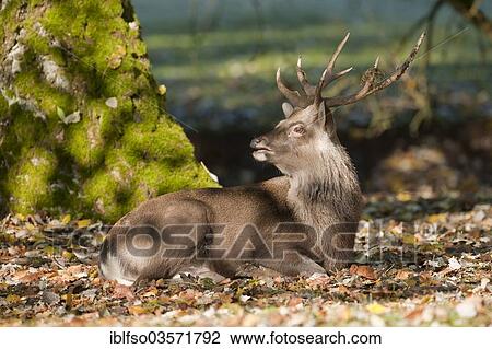 "Sika Deer (Cervus nippon), stag during the rut lying in a forest meadow and calling, mating call, captive, Bavaria, Germany, Europe" View Large Photo Image Stock Image - "Sika Deer (Cervus nippon), stag during the rut lying in a forest meadow and calling, mating call, captive, Bavaria, Germany, Europe". Fotosearch