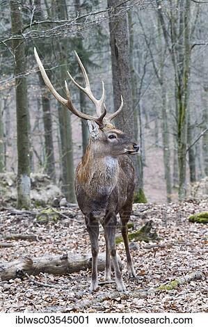Stock Image - "Sika Deer (Cervus nippon), stag, Wildpark Daun, Daun, Vulkan Eifel, Eifel, Rhineland-Palatinate, Germany, Europe". Fotosearch