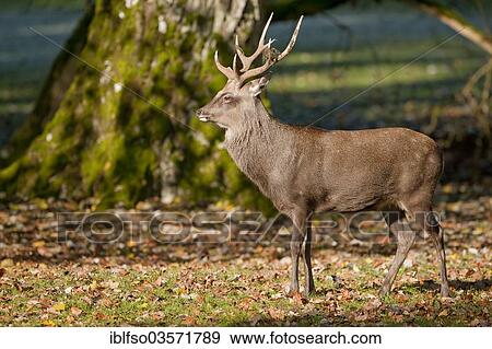 "Sika Deer (Cervus nippon), stag standing in a forest meadow, captive, Bavaria, Germany, Europe" View Large Photo Image Stock Photo - "Sika Deer (Cervus nippon), stag standing in a forest meadow, captive, Bavaria, Germany, Europe". Fotosearch