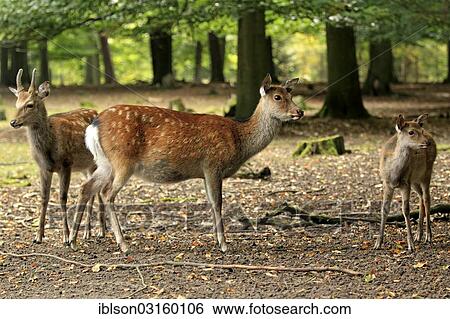 Stock Photograph - "Sika Deer (Cervus nippon), two doe with a fawn, captive, Wildpark Alte Fasanerie, Hanau, Hesse, Germany, Europe". Fotosearch