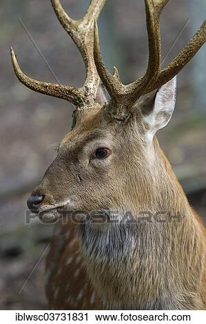 "Sika deer (Cervus nippon), Wildpark Daun, Daun, Vulkan Eifel, Eifel, Rhineland-Palatinate, Germany, Europe" View Large Photo Image Stock Image - "Sika deer (Cervus nippon), Wildpark Daun, Daun, Vulkan Eifel, Eifel, Rhineland-Palatinate, Germany, Europe". Fotosearch