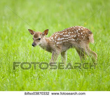 "Sika Deer (Cervus nippon), young standing on a meadow, captive, Bavaria, Germany, Europe" View Large Photo Image Stock Image - "Sika Deer (Cervus nippon), young standing on a meadow, captive, Bavaria, Germany, Europe". Fotosearch