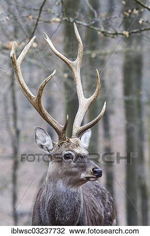 Stock Image - "Sika deer, Japanese deer or Spotted deer (Cervus nippon), stag, Wildpark Daun, Daun, Vulkan Eifel, Eifel, Rhineland-Palatinate, Germany, Europe". Fotosearch