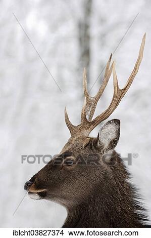 "Sika Deer, Spotted Deer or Japanese Deer (Cervus nippon nippon), male in winter, native to Japan, North Rhine-Westphalia, Germany, Europe" View Large Photo Image Picture - "Sika Deer, Spotted Deer or Japanese Deer (Cervus nippon nippon), male in winter, native to Japan, North Rhine-Westphalia, Germany, Europe". Fotosearch