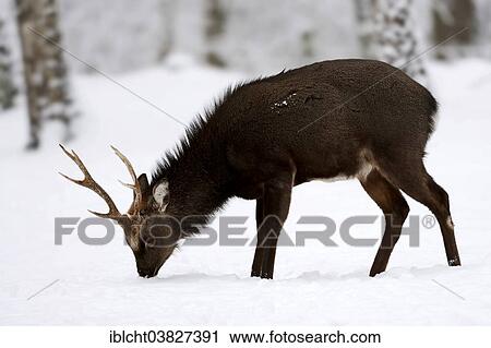 "Sika Deer, Spotted Deer or Japanese Deer (Cervus nippon nippon), male in winter, native to Japan, North Rhine-Westphalia, Germany, Europe" View Large Photo Image Stock Image - "Sika Deer, Spotted Deer or Japanese Deer (Cervus nippon nippon), male in winter, native to Japan, North Rhine-Westphalia, Germany, Europe". Fotosearch