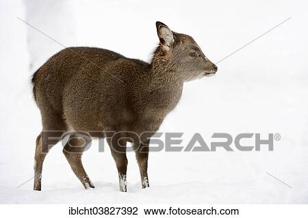 "Sika Deer, Spotted Deer or Japanese Deer (Cervus nippon nippon), female in winter, native to Japan, North Rhine-Westphalia, Germany, Europe" View Large Photo Image Stock Image - "Sika Deer, Spotted Deer or Japanese Deer (Cervus nippon nippon), female in winter, native to Japan, North Rhine-Westphalia, Germany, Europe". Fotosearch