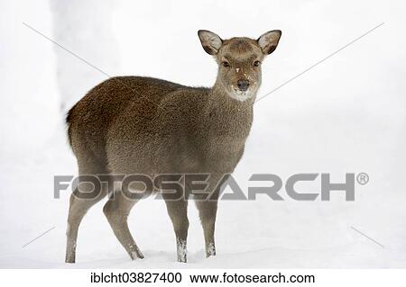 "Sika Deer, Spotted Deer or Japanese Deer (Cervus nippon nippon), female in winter, native to Japan, North Rhine-Westphalia, Germany, Europe" View Large Photo Image Stock Image - "Sika Deer, Spotted Deer or Japanese Deer (Cervus nippon nippon), female in winter, native to Japan, North Rhine-Westphalia, Germany, Europe". Fotosearch