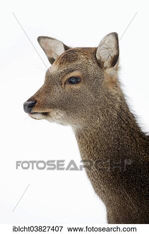 Stock Photo - "Sika Deer, Spotted Deer or Japanese Deer (Cervus nippon nippon), female in winter, native to Japan, North Rhine-Westphalia, Germany, Europe". Fotosearch